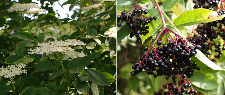 Le sureau ou Sambucus nigra